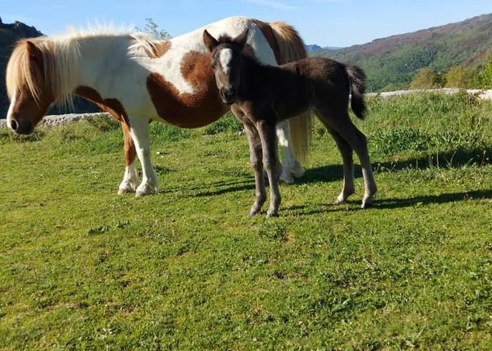 Miracastro كاسترو لابورايرو